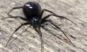 Лунный паук с перламутровым отблеском